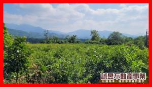 誠昱/臨道路旁芭樂觀光.